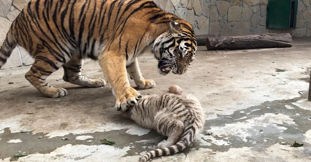 Lioness Lola gave 𝐛𝐢𝐫𝐭𝐡 to triplet cubs at Chelyabinsk . (Video)