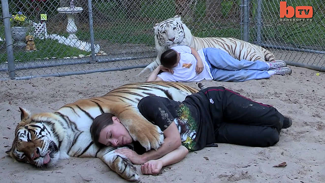 Lioness Lola gave birth to triplet cubs at Chelyabinsk . (Video)