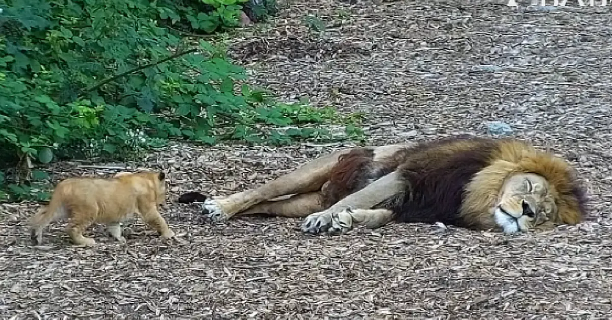 Lioness Lola gave birth to triplet cubs at Chelyabinsk . (Video)