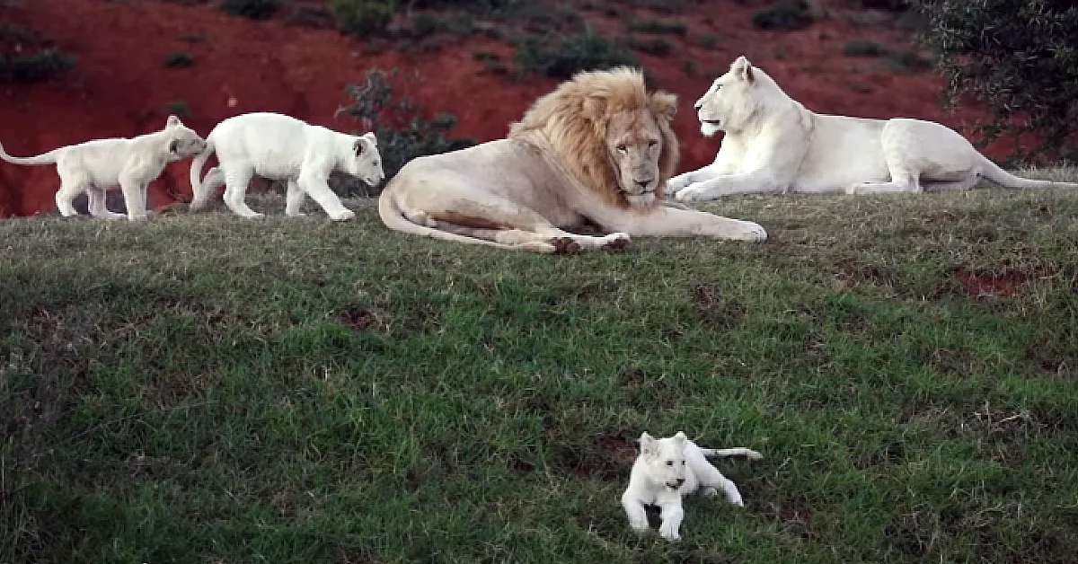 Lioness Lola gave 𝐛𝐢𝐫𝐭𝐡 to triplet cubs at Chelyabinsk . (Video)