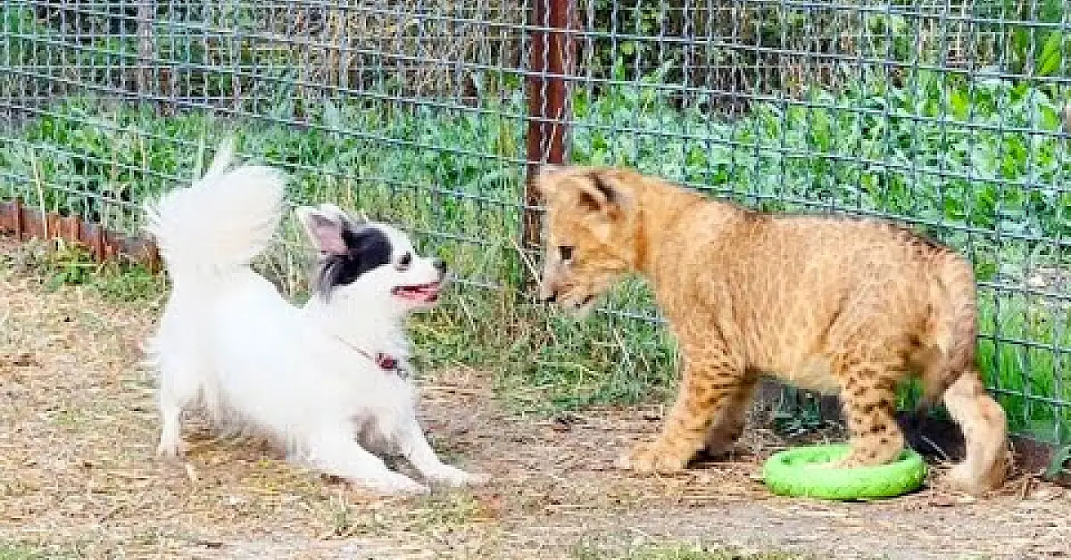 Lioness Lola gave 𝐛𝐢𝐫𝐭𝐡 to triplet cubs at Chelyabinsk . (Video)