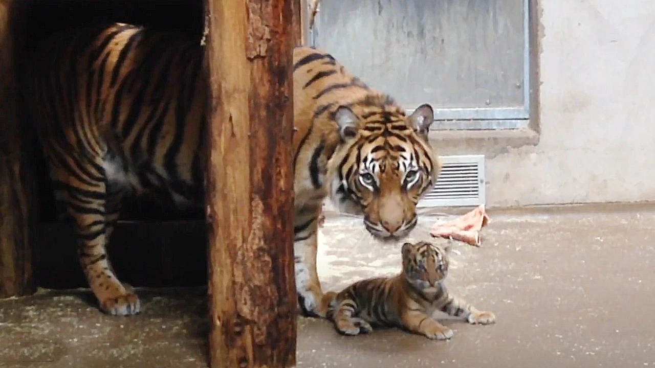 Lioness Lola gave birth to triplet cubs at Chelyabinsk . (Video)