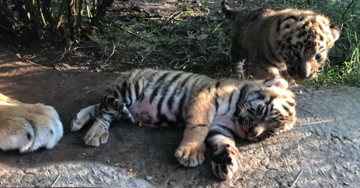 Lioness Lola gave birth to triplet cubs at Chelyabinsk . (Video)