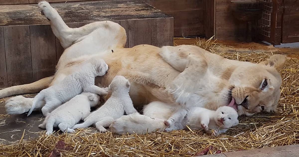 Lioness Lola gave birth to triplet cubs at Chelyabinsk . (Video)