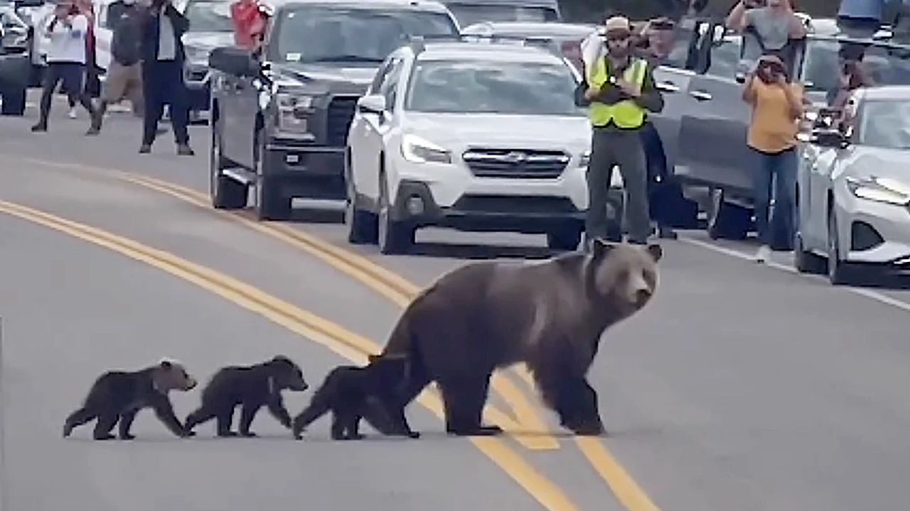 Lioness Lola gave birth to triplet cubs at Chelyabinsk . (Video)