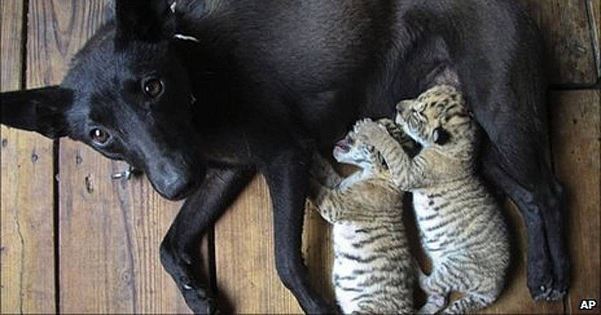 Lioness Lola gave birth to triplet cubs at Chelyabinsk . (Video)