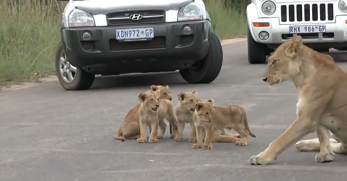 Lioness Lola gave birth to triplet cubs at Chelyabinsk . (Video)