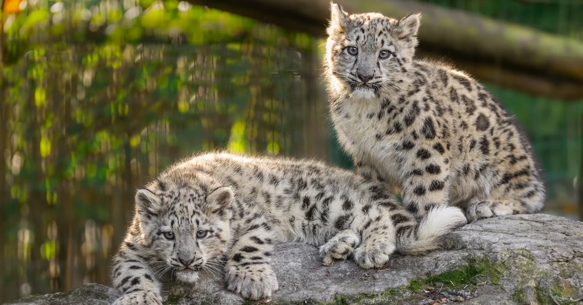 Lioness Lola gave birth to triplet cubs at Chelyabinsk . (Video)