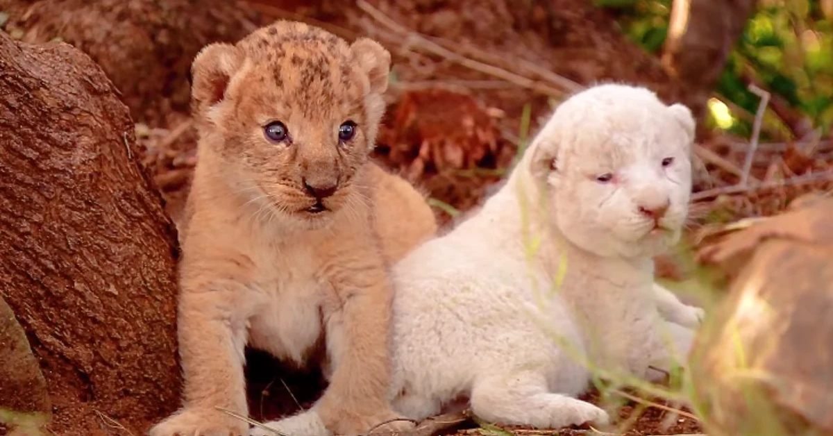 Lioness Lola gave 𝐛𝐢𝐫𝐭𝐡 to triplet cubs at Chelyabinsk . (Video)