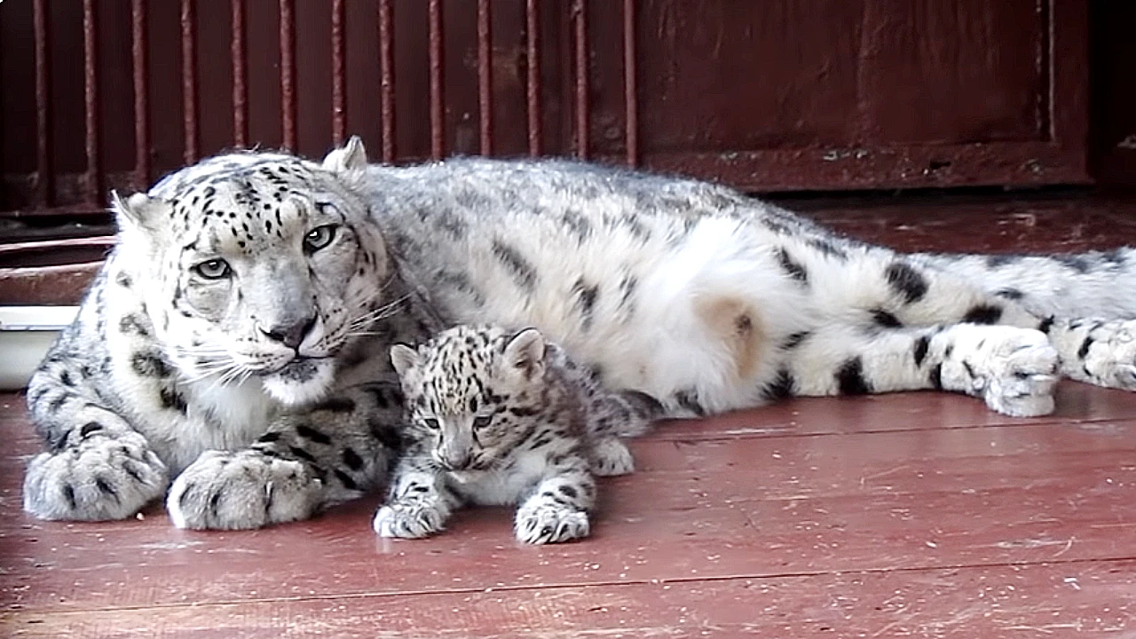 Lioness Lola gave birth to triplet cubs at Chelyabinsk . (Video)