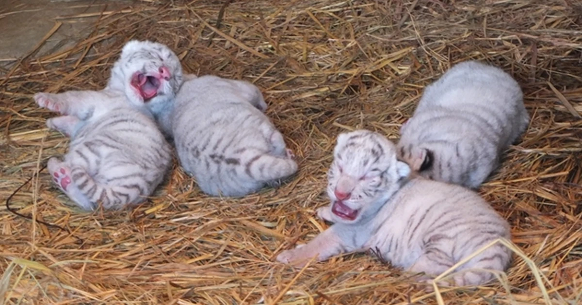 Lioness Lola gave 𝐛𝐢𝐫𝐭𝐡 to triplet cubs at Chelyabinsk . (Video)