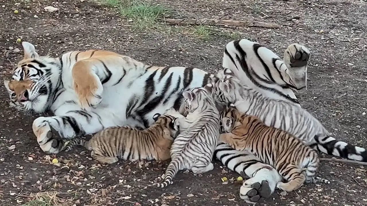 Lioness Lola gave birth to triplet cubs at Chelyabinsk . (Video)