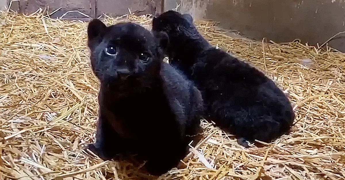 Lioness Lola gave 𝐛𝐢𝐫𝐭𝐡 to triplet cubs at Chelyabinsk . (Video)