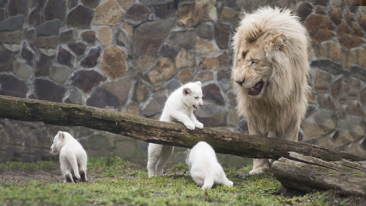 Lioness Lola gave birth to triplet cubs at Chelyabinsk . (Video)