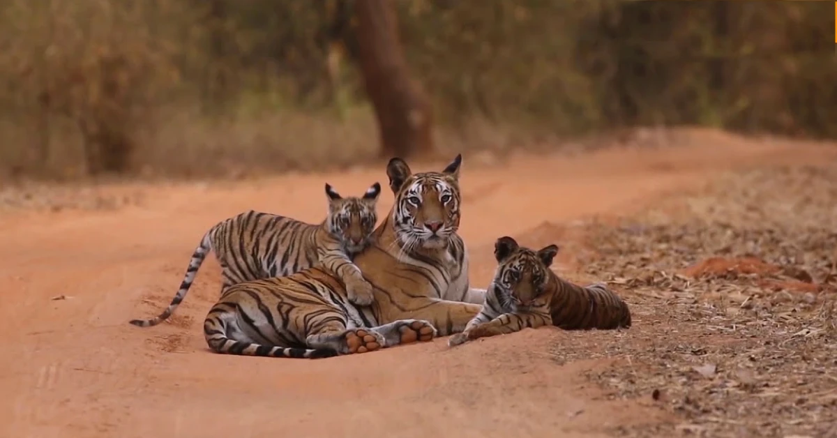 Lioness Lola gave birth to triplet cubs at Chelyabinsk . (Video)